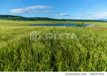 Green fields with wheat on blue sky background Green fields with wheat on blue sky background 88037492