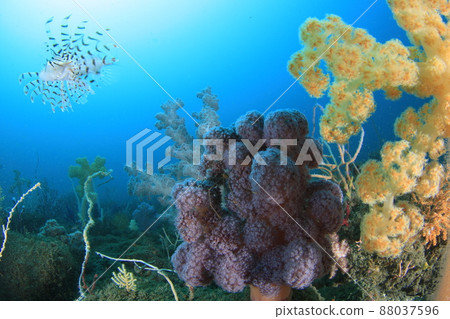 獅子魚來了 獅子魚來了 88037596