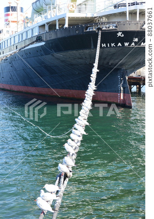 Seagull Japamala Tie（貨船冰川丸/山下公園/神奈川縣橫濱市） 88037661
