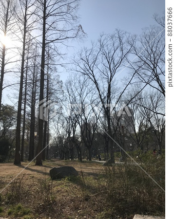 Oasis in the city 88037666