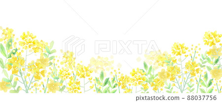 油菜籽春天水彩矢量圖 88037756