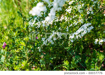 Spring tree flower Yukiyanagi 88037776