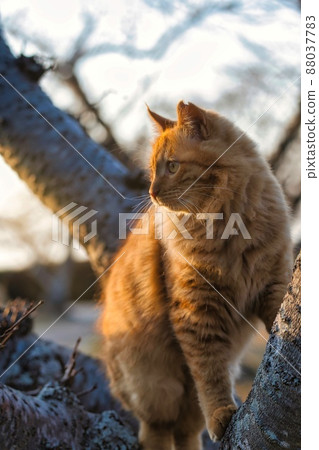 cat, animal, pussy 88037783