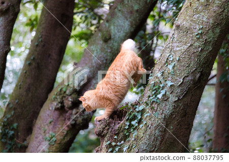 cat, animal, pussy 88037795