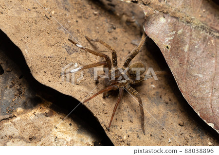 Wandering Spider, Ctenidae family, Costa Rica Wandering Spider, Ctenidae family, Costa Rica 88038896