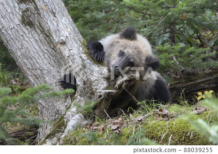 Little bear taking a nap 88039255