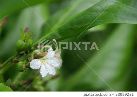 A Beach Naupaka flower blooming on branch. 88039281