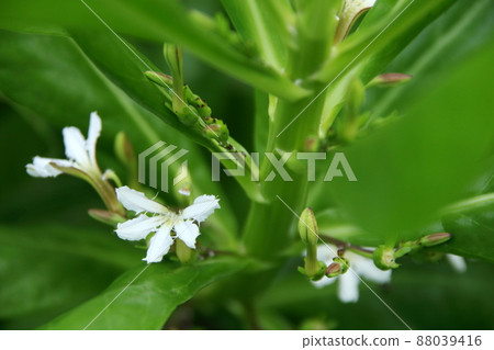 Beach Naupaka flowers on brach. Beach Naupaka flowers on brach. 88039416