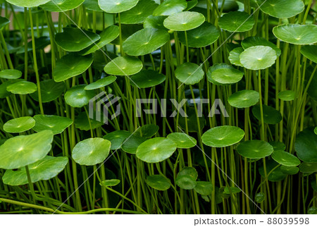 Leaves of Water Pennywort as the green background Leaves of Water Pennywort as the green background 88039598