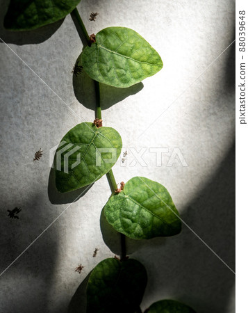 The Climbing Fig on the concrete wall in shade and light of sunlight 88039648