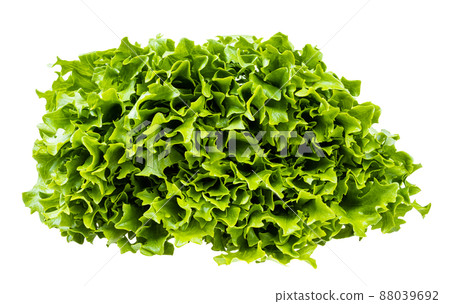 green leaves of curly endive lettuce isolated 88039692