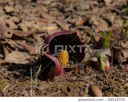 Spring wild grasses, skunk cabbage Spring wild grasses, skunk cabbage 88039709