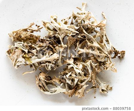 portion of dried Iceland moss close up on gray 88039758