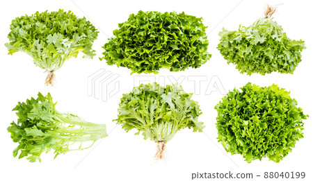 set of fresh green curly endive lettuce isolated set of fresh green curly endive lettuce isolated 88040199