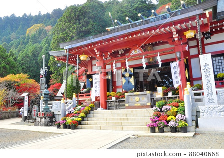 伊勢原市小山阿夫利神社(下社)的祭祀、明媚的秋葉和扎魯菊花 伊勢原市小山阿夫利神社(下社)的祭祀、明媚的秋葉和扎魯菊花 88040668