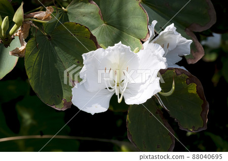 Shirobana Soshinka 88040695