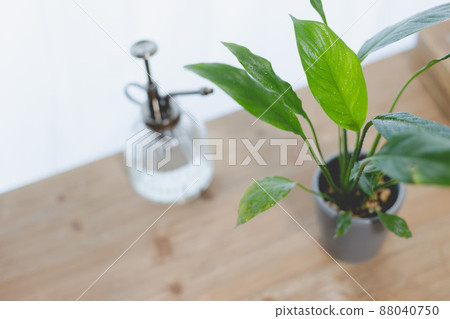 Grow foliage plants in your room, at home, or at home. Spathiphyllum. Sasadan fan. 88040750