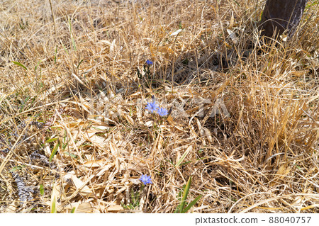 Gentiana thunbergii (伊莫濕地) 88040757