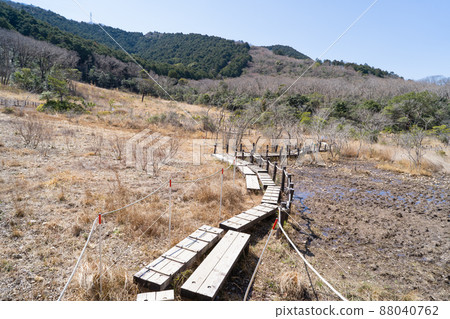 Reeds marshland Reeds marshland 88040762