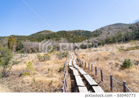 Reeds marshland Reeds marshland 88040773