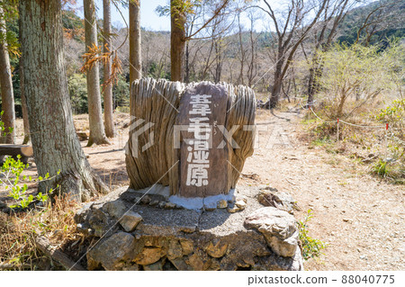 蘆葦沼澤地 蘆葦沼澤地 88040775