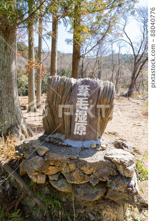 蘆葦沼澤地 蘆葦沼澤地 88040776