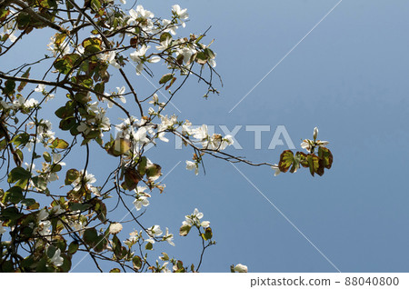 白花初心花 白花初心花 88040800