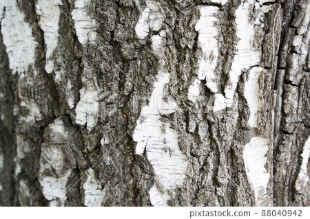 The trunk of a birch tree. Black and white stripes and cracked natural texture of Russian birch bark. High quality photo 88040942