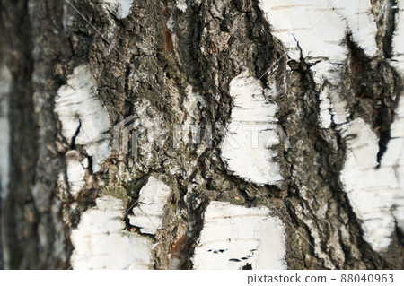 Black and white stripes and cracked natural birch texture. A birch trunk with space to copy. High quality photo 88040963