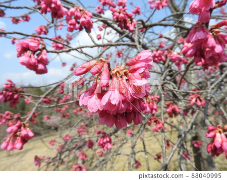 Kanhizakura in full bloom Kanhizakura in full bloom 88040995