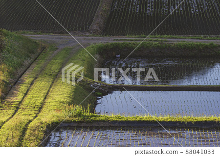 200513 Urisu rice planting 064 88041033