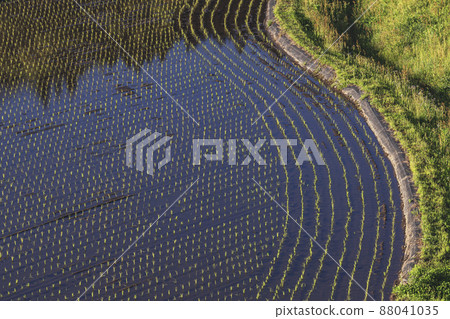 200513 Urisu rice planting 063 88041035