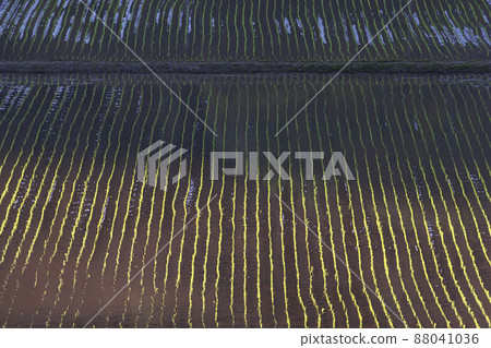 200513 Urisu rice planting 062 88041036