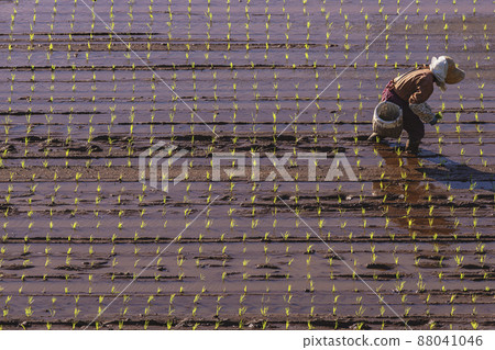 200513 Urisu 水稻種植 042 200513 Urisu 水稻種植 042 88041046