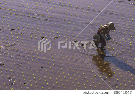 200513 Urisu 水稻種植 041 200513 Urisu 水稻種植 041 88041047