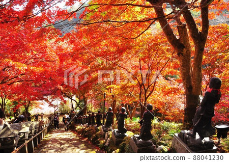 Bright autumn leaves on the stone steps approach to the main hall of Oyamadera in Isehara City 88041230