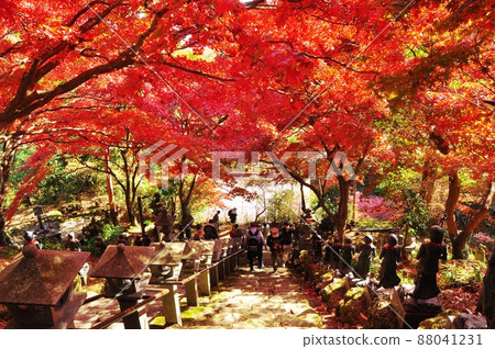 Bright autumn leaves on the stone steps approach to the main hall of Oyamadera in Isehara City Bright autumn leaves on the stone steps approach to the main hall of Oyamadera in Isehara City 88041231