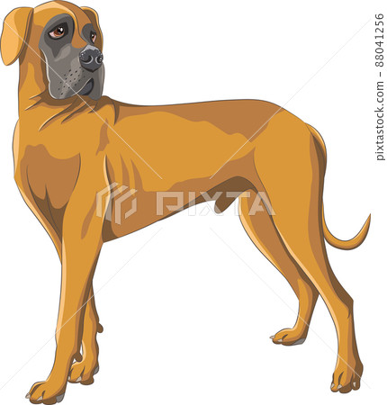 Dog breed Great German Dane isolated on white background. 88041256