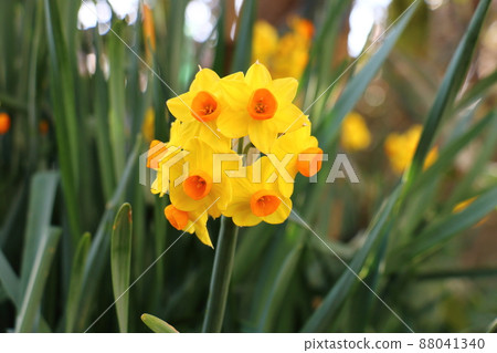 Daffodils of the yellow Daffodils of the yellow 88041340