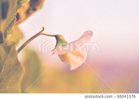 Thin pea flower old lens 88041376