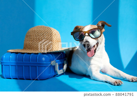 Pet in sunglasses lies with suitcase isolated Pet in sunglasses lies with suitcase isolated 88041791
