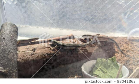 寵物卡納蛇（爬行動物） 88041862