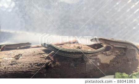 寵物卡納蛇（爬行動物） 88041863