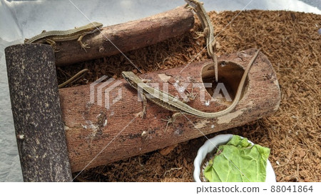 寵物卡納蛇（爬行動物） 88041864