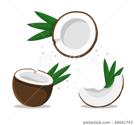 Coconut set of three different types Vector illustration isolated on white background 88042743