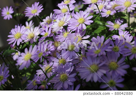 Aster savatier 花 ~~~~~ Gymnaster ~~~~~ Aster savatier 花 ~~~~~ Gymnaster ~~~~~ 88042880