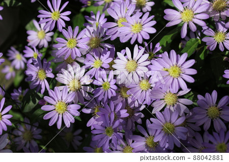 Aster savatier 花 ~~~~~ Gymnaster ~~~~~ Aster savatier 花 ~~~~~ Gymnaster ~~~~~ 88042881