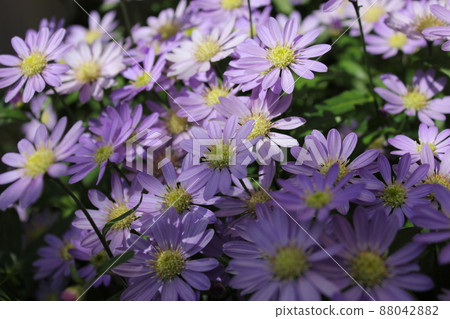 Aster savatier 花 ~~~~~ Gymnaster ~~~~~ Aster savatier 花 ~~~~~ Gymnaster ~~~~~ 88042882