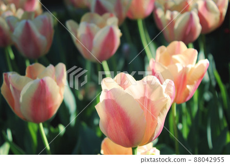 beautiful spring tulips 88042955