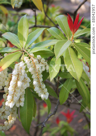 Arbutus andrachne, white small flowers 88042957